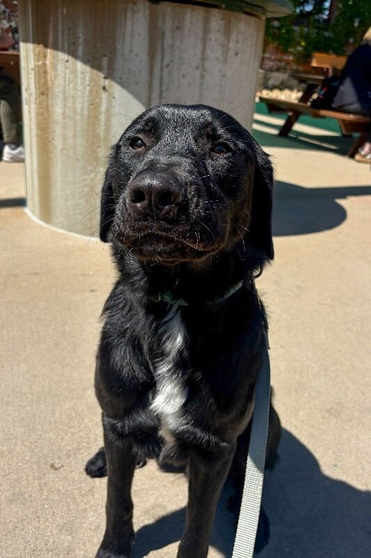 View Goofy Goober the Dog Photo #5