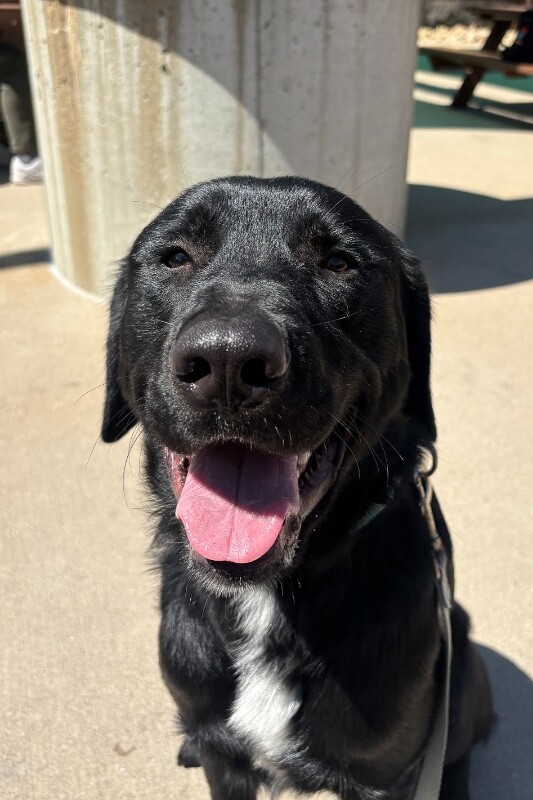 View Goofy Goober the Dog Photo #2