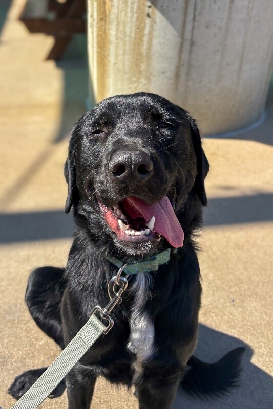 Learn More About Goofy Goober Goofy Goober - Dog
