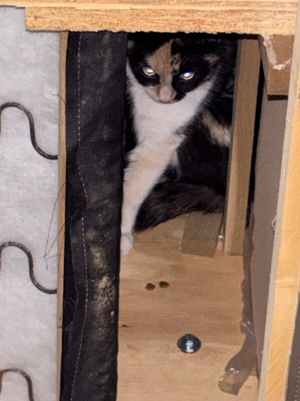View Monroe the Cat Photo #2