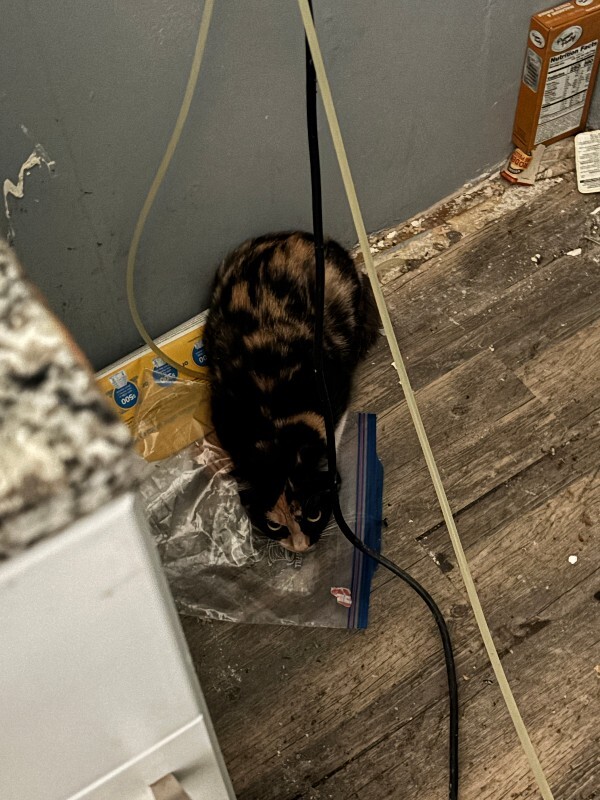 View Monroe the Cat Photo #3