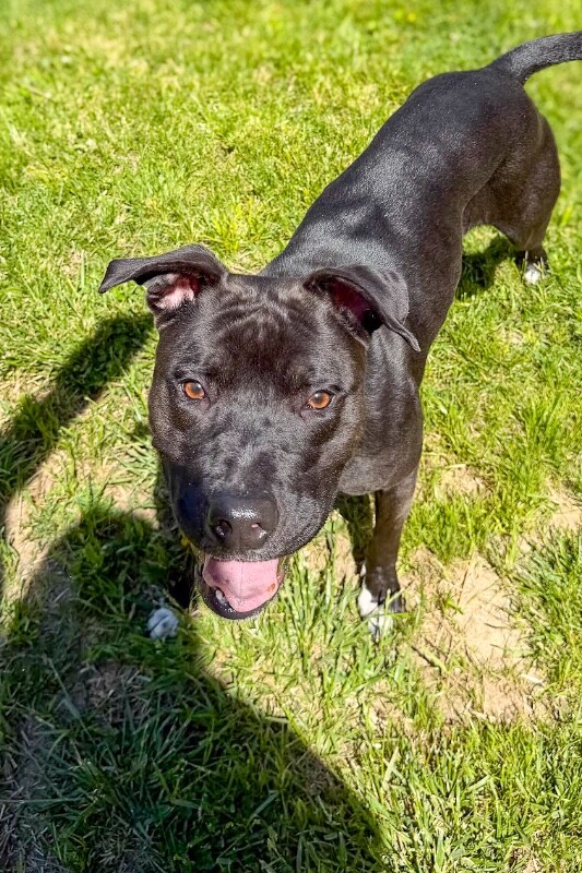Learn More About Nora Nora - Dog