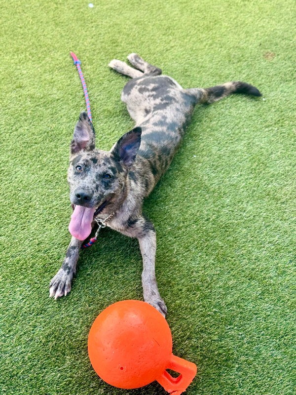Learn More About Valerie Valerie - Dog