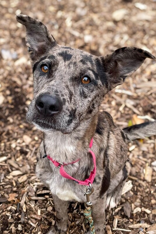 Valerie - Dog