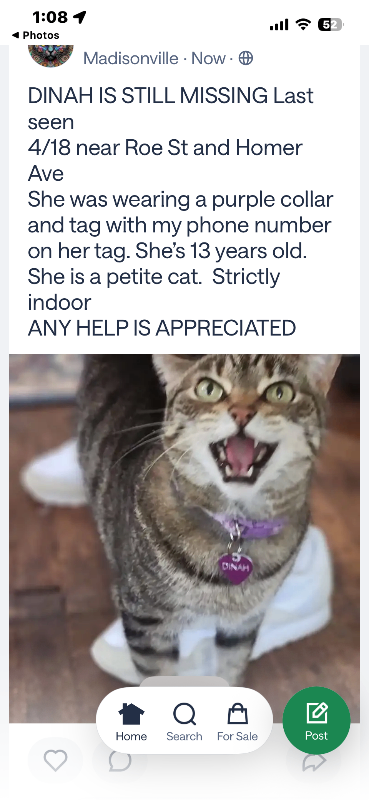 Have You Seen Dinah? Dinah - Cat