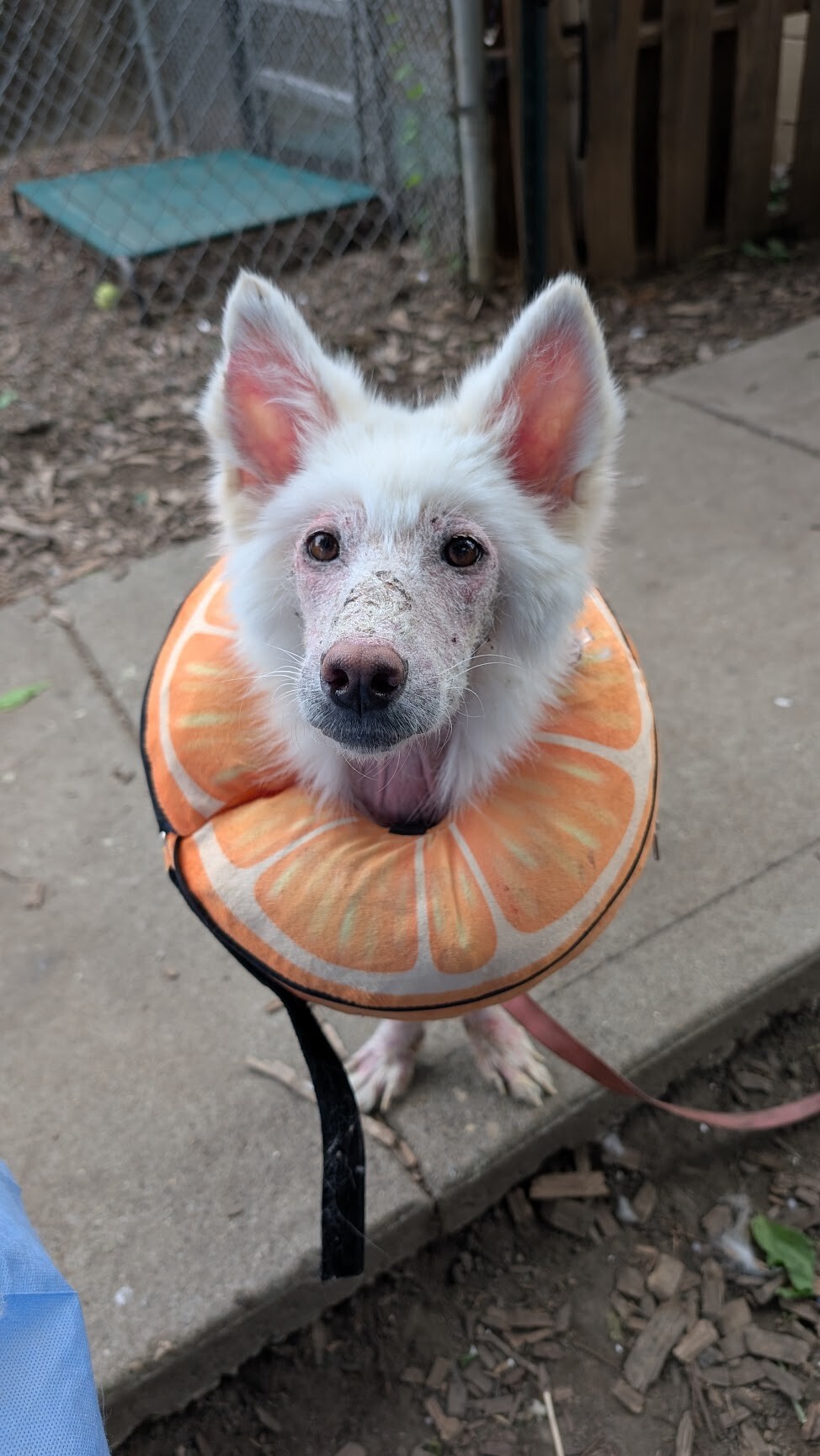 Learn More About Ami Han Ami Han - Dog