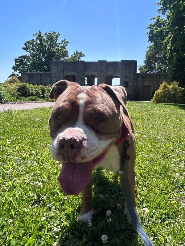 View Irving the Dog Photo #4
