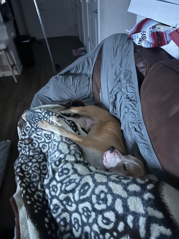 View Leland the Dog Photo #5