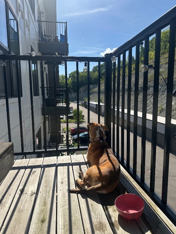 View Leland the Dog Photo #9