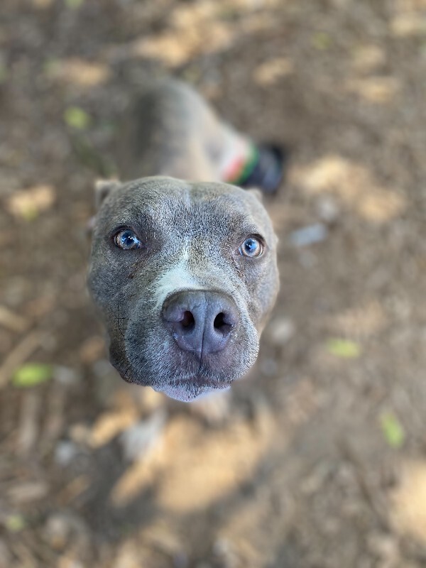 Learn More About Oso Oso - Dog