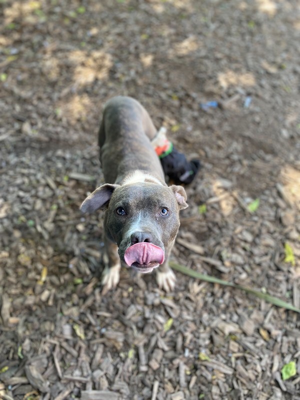 View Oso the Dog Photo #2