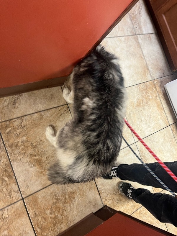 View Goody the Dog Photo #2