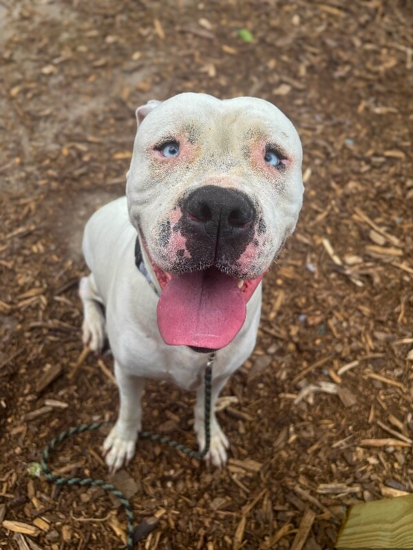 Learn More About Baloo Baloo - Dog