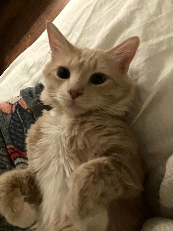 Vahara - Cat