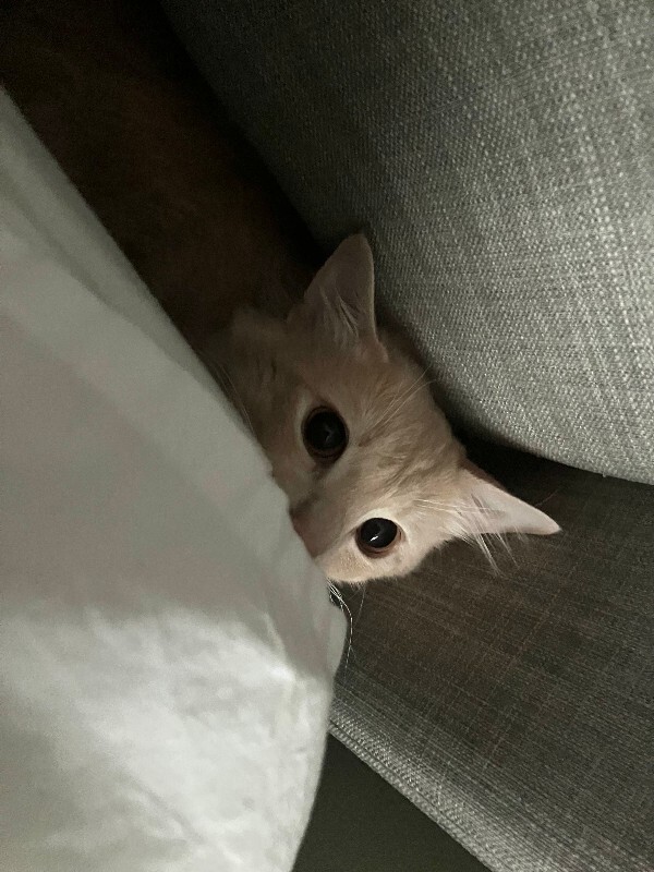 View Vahara the Cat Photo #5