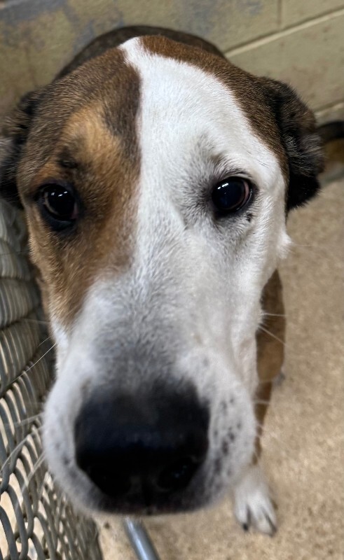 Milo - Dog