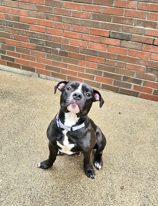 View Wiggly Piggly the Dog Photo #13