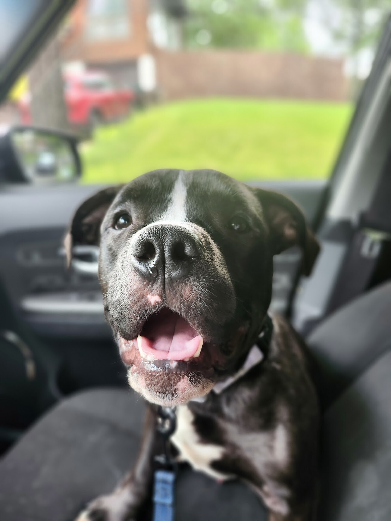 View Wiggly Piggly the Dog Photo #2