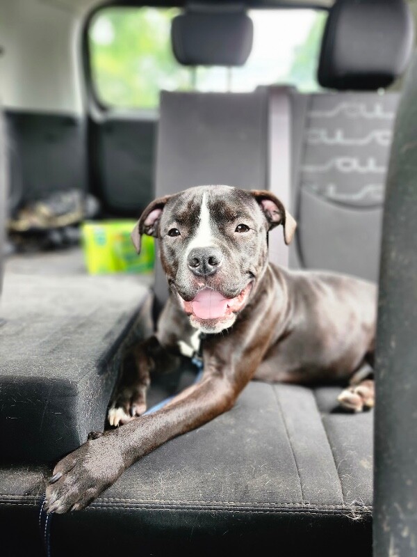View Wiggly Piggly the Dog Photo #11