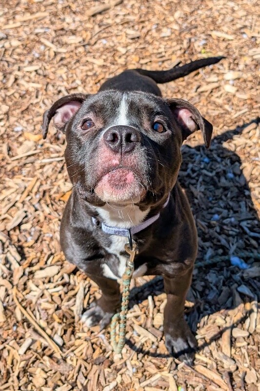 View Wiggly Piggly the Dog Photo #17