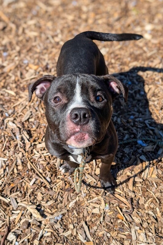 View Wiggly Piggly the Dog Photo #16