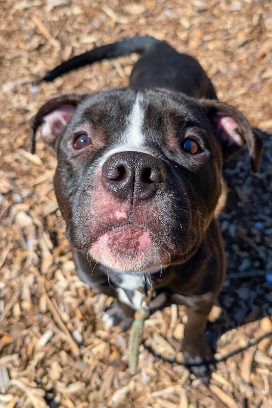 View Wiggly Piggly the Dog Photo #9