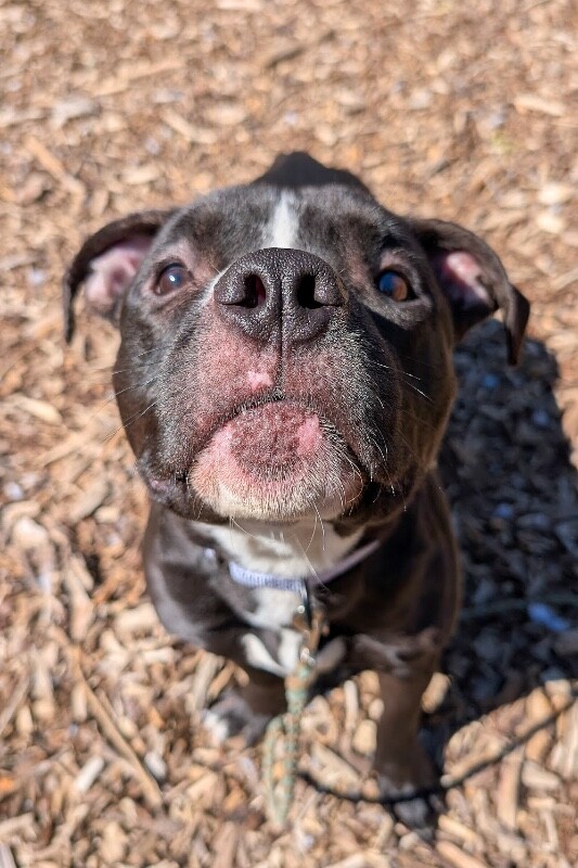 View Wiggly Piggly the Dog Photo #14