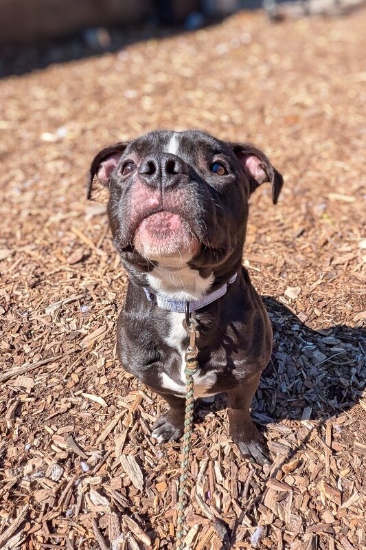 View Wiggly Piggly the Dog Photo #15