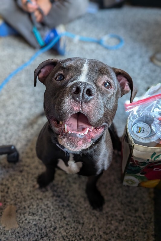 View Wiggly Piggly the Dog Photo #3