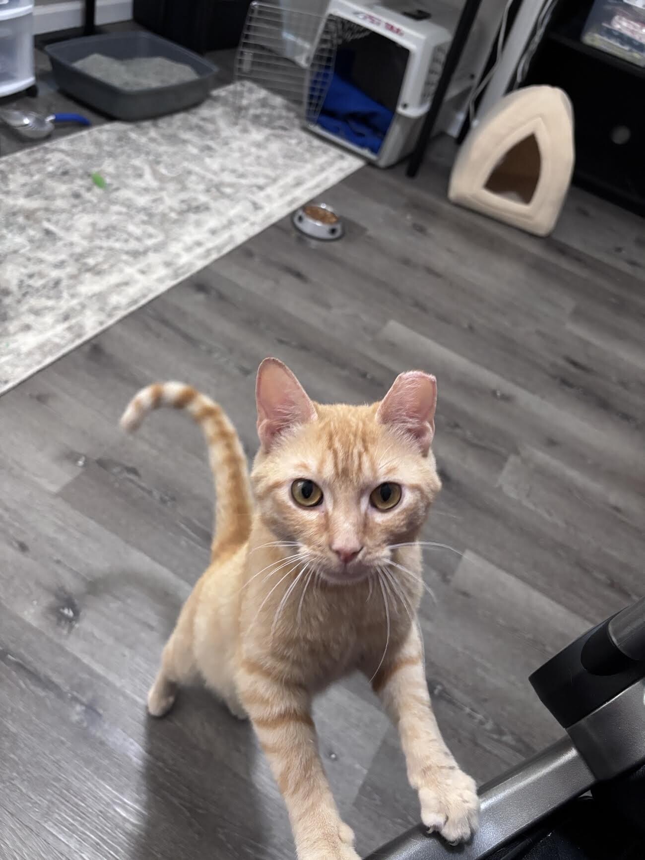 Alfredo - Cat