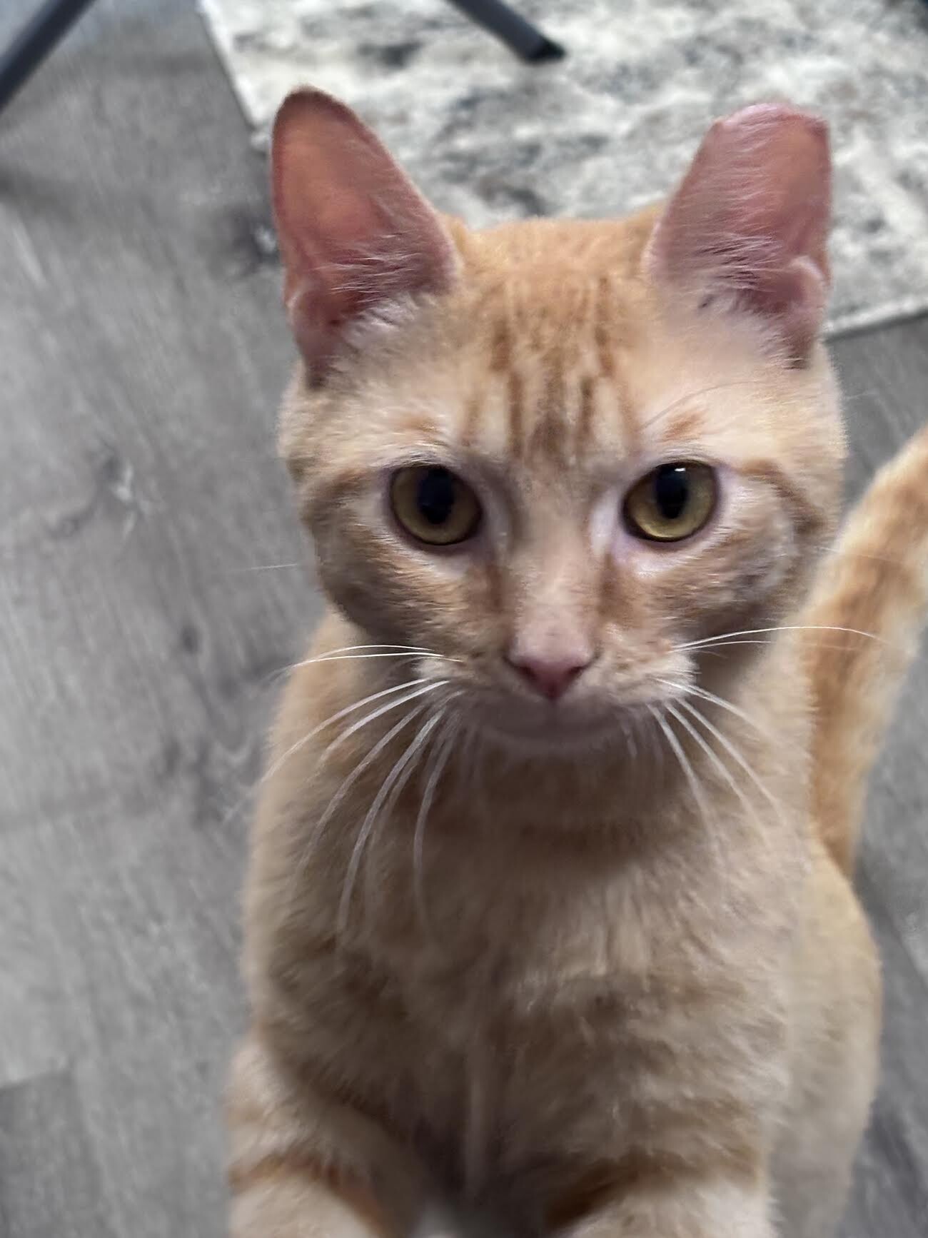 View Alfredo the Cat Photo #3