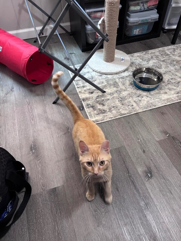 View Alfredo the Cat Photo #8