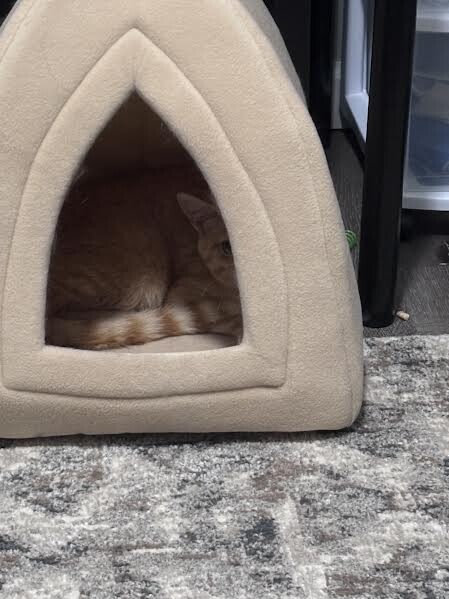 View Alfredo the Cat Photo #6