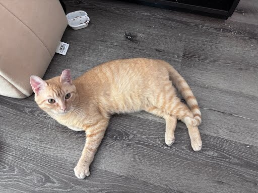 View Alfredo the Cat Photo #2