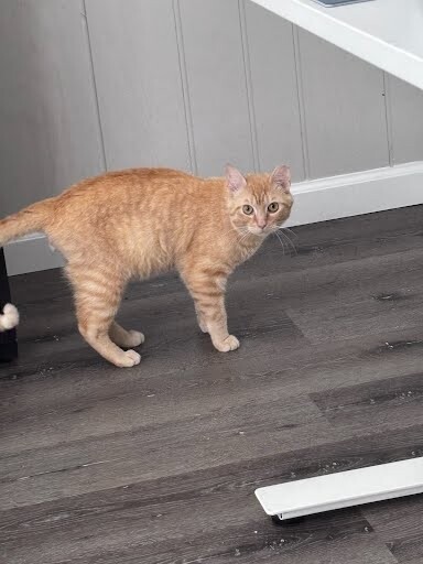 View Alfredo the Cat Photo #4