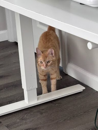 View Alfredo the Cat Photo #7