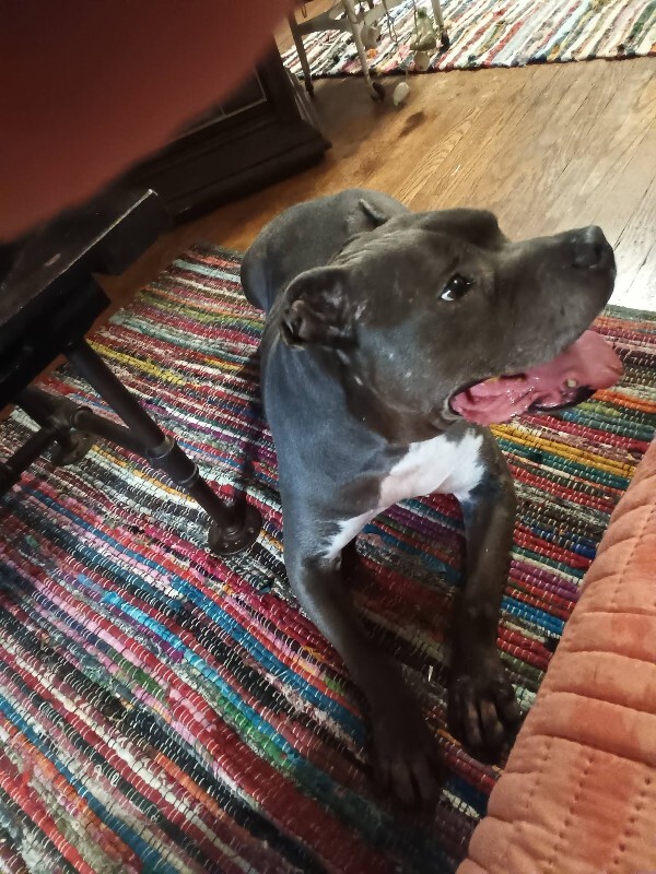 View Bugsy the Dog Photo #7