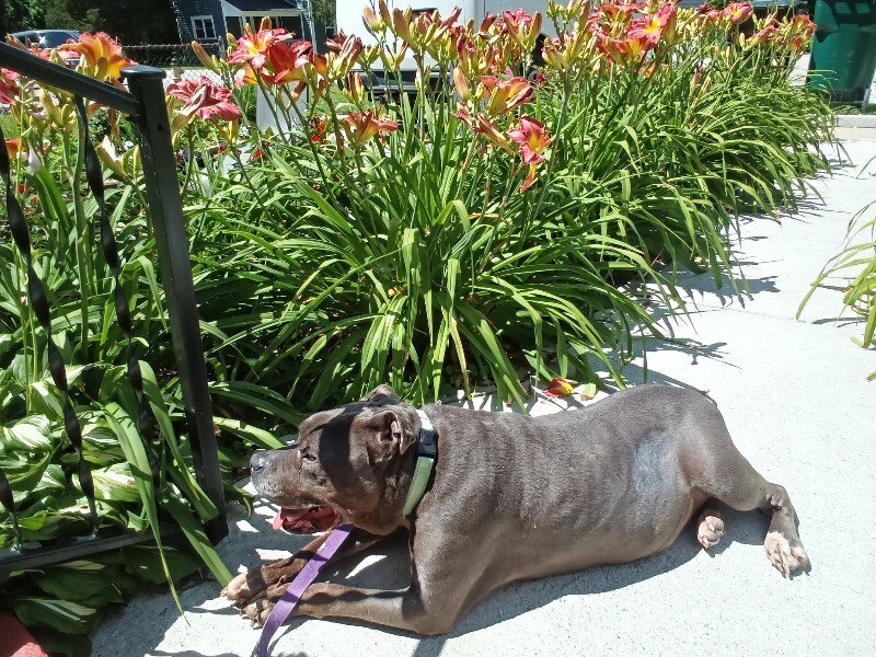 View Bugsy the Dog Photo #6
