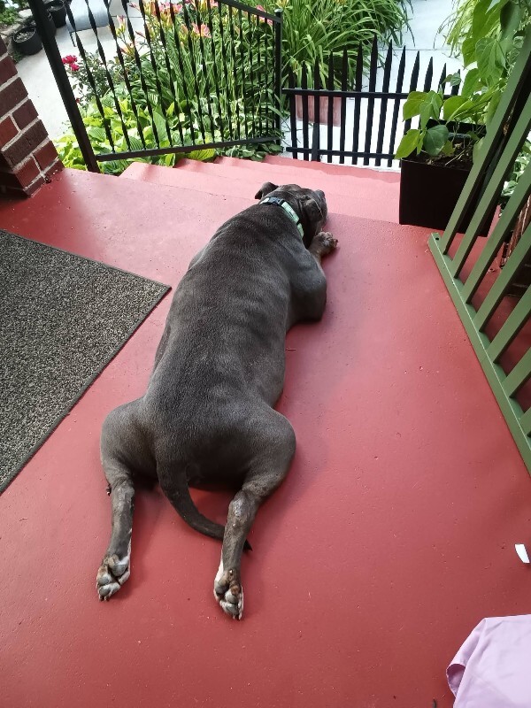 View Bugsy the Dog Photo #3