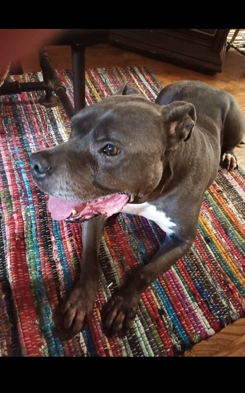 View Bugsy the Dog Photo #5