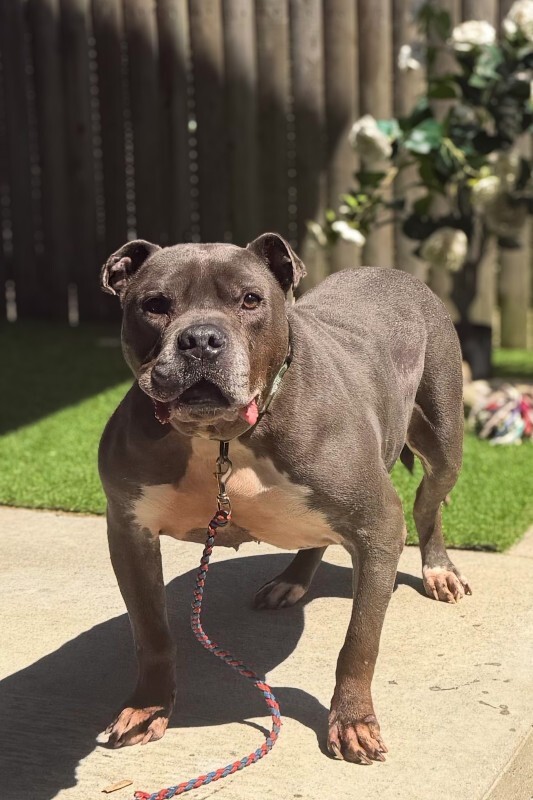 Learn More About Bugsy Bugsy - Dog
