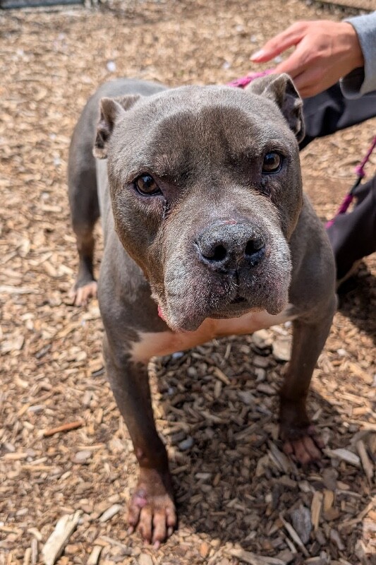 View Bugsy the Dog Photo #4