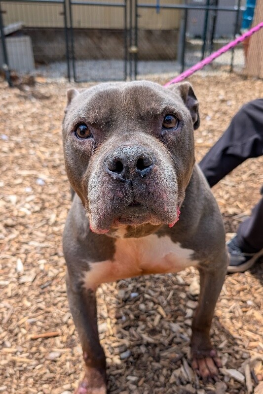 Learn More About Bugsy Bugsy