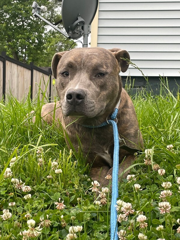 Learn More About Army Bud Army Bud - Dog