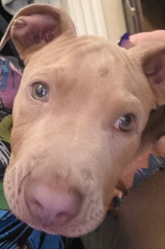 View Donnie the Dog Photo #5