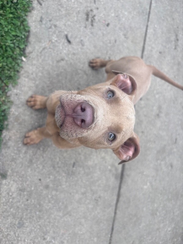 View Donnie the Dog Photo #7