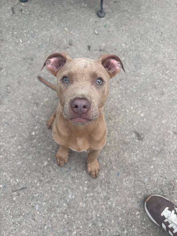 View Donnie the Dog Photo #6