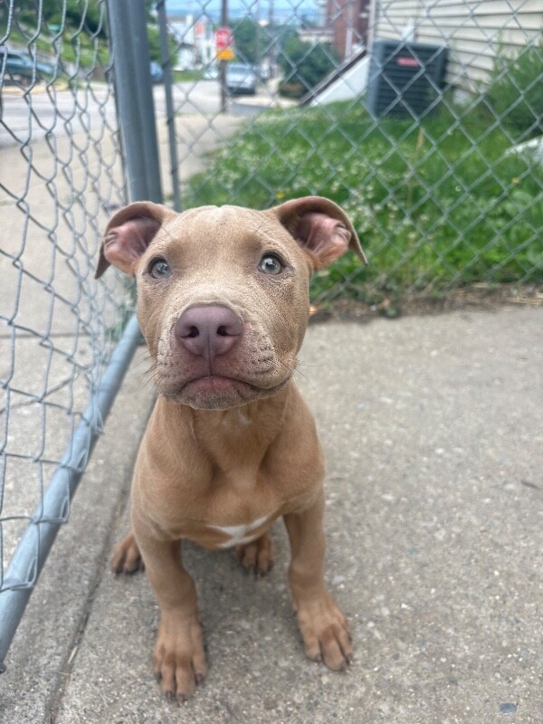 Donnie - Dog
