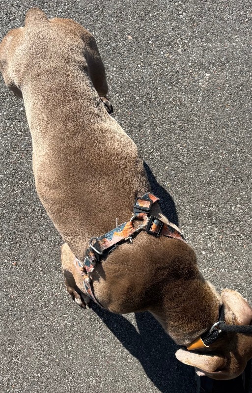 View Radahn the Dog Photo #4
