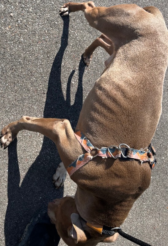 View Radahn the Dog Photo #3